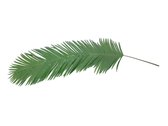 EUROPALMS Coconut Kingpalm branch, 180cm