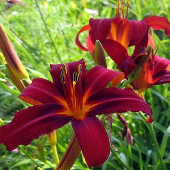 6 x Hemerocallis 'Crimson Pirate' - Daglelie Pot 9x9 cm - Roodgestreepte Bloemen