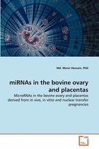 miRNAs in the bovine ovary and placentas