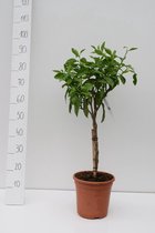 Citrus sinensis; Totale Hoogte 80-100cm incl. Ø 22cm pot | Sinaasappelboom