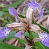 3 x Iris Foetidissima - Dwergbaardiris pot 9x9cm, oranje zaden en wintergroen