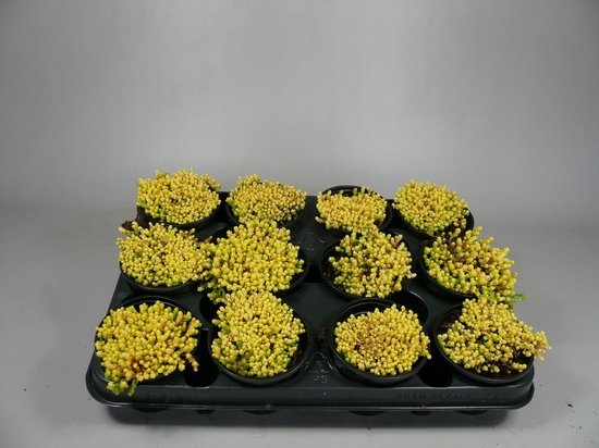 Twaalf potten Sedum acre met gele bloemen op een zwarte tray.