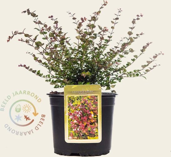 Lonicera nitida 'Red Tips' | bol