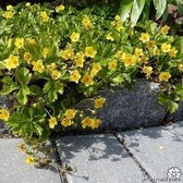 Waldsteinia ternata - Goudaardbei