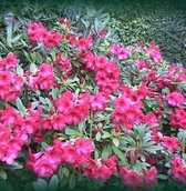 Rhododendron 'Elizabeth' - 20-30 cm in pot: Opvallend roze bloemen, compacte groei, ideaal voor kleine tuinen.