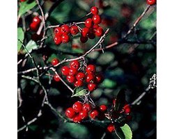 ARONIA ARBUTIFOLIA 'BRILLIANT' - Zwarte appelbes 40 - 60 cm in pot