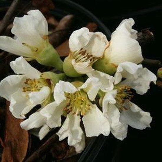 Arbuste Chaenomeles Speciosa 'Nivalis' en fleurs blanches avec des fruits jaunes en automne.