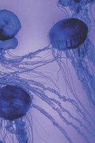 Blue Jellyfish Journal