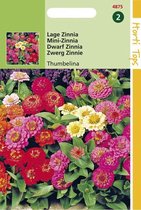 Hortitops Zaden - Zinnia Thumbelina Gemengd