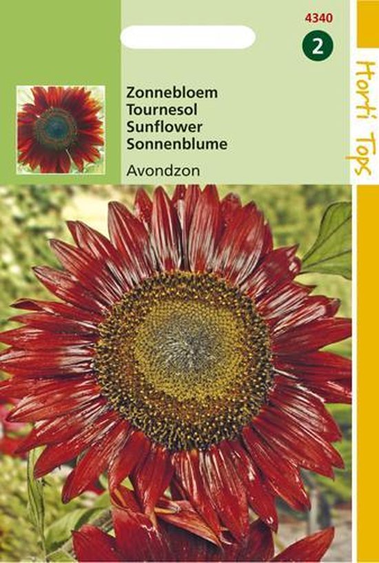 Hortitops Zaden - Helianthus annuus Avondzon bruin/rood