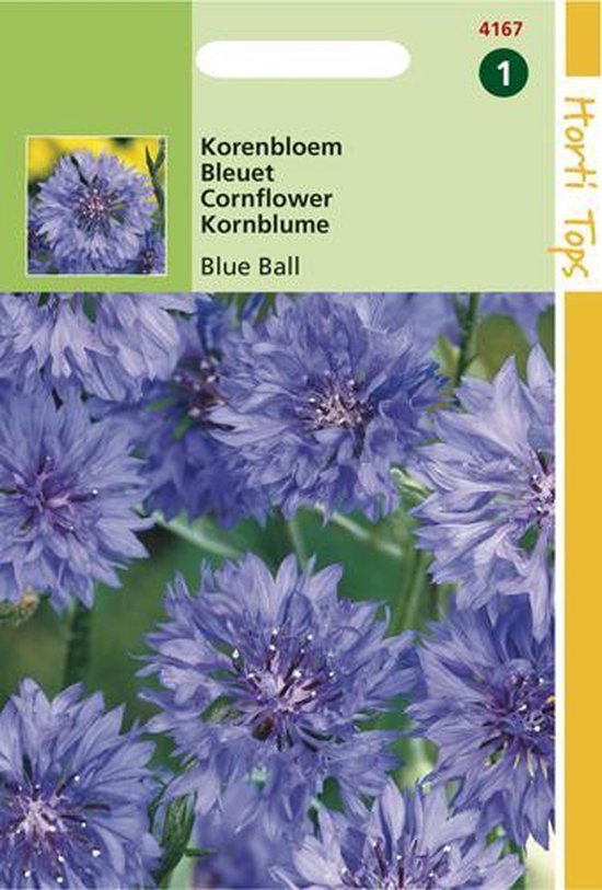 Korenbloem (Centaurea cyanus) – De Tuinen van Weldadigheid