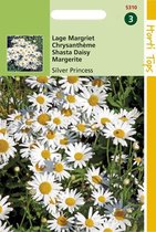 Hortitops Zaden - Chrysanthemum Max.Nanum Silver Princess