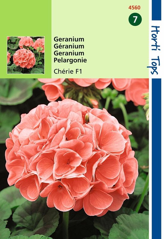 2 stuks Pelargonium F1 Cherie Zalm Rose