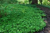 12x Pachysandra Terminalis - Schaduwkruid in p9 (0,5 liter) pot