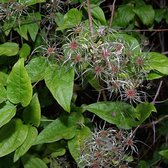 CLEMATIS VITALBA - Bosrank 50-60 cm in pot