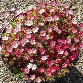 6 x Saxifraga 'Pixie' - Steenbreek pot 9x9 cm- Kleine Witbloeiende Rotsplant