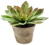 Kunstplant Echeveria mira vetplant groen in pot 11 cm