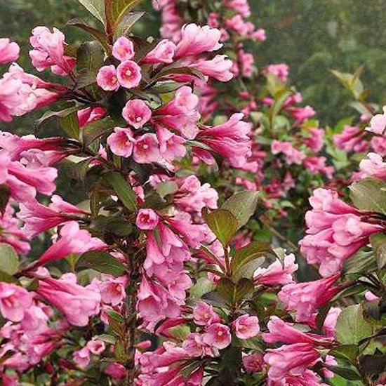 Weigela florida 'Nana Purpurea' - Weigelia 30-40 cm in pot