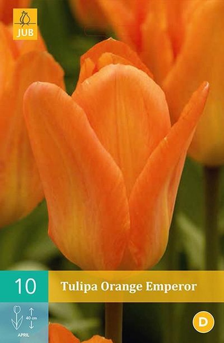 Tulipa Orange Emperor - Fosteriana tulp - set van 10 stuks