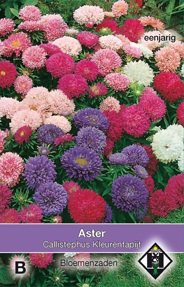 2 stuks Van Hemert & Co Aster chinensis Kleurentapijt