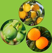 Een mix van citrusfruit - citroenboom - limoenboom - sinaasappelboom - kleinfruit - fruitstruiken - ca. H60cm - Ø11cm