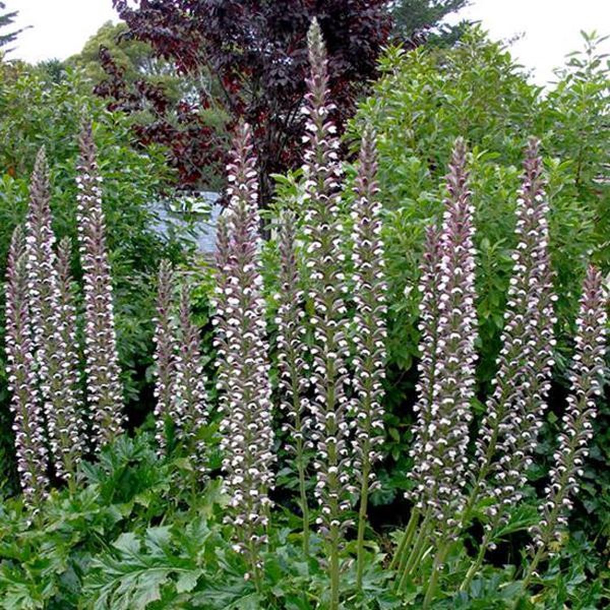 6 x Acanthus Mollis - Berkelauw pot 9x9 cm