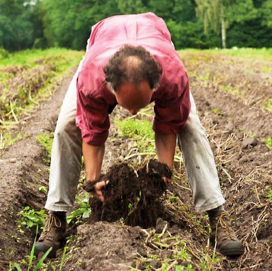 Boer in een roze hemd die aardappels uit de grond haalt.