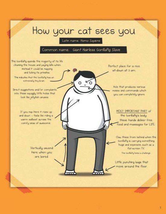 How to Tell If Your Cat is Plotting to Kill You - The Oatmeal
