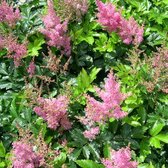 6 x Astilbe (J) 'Rheinland' - Astilbe Pot 9x9 cm - Roze Bloeiende Schaduwplant