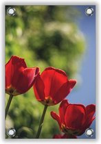 Tuinposter Rode Ingezoomde Bloem 40x60cm- Foto op Tuinposter (wanddecoratie voor buiten en binnen)