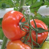 Tomaten trossteun wit - set van 100 stuks