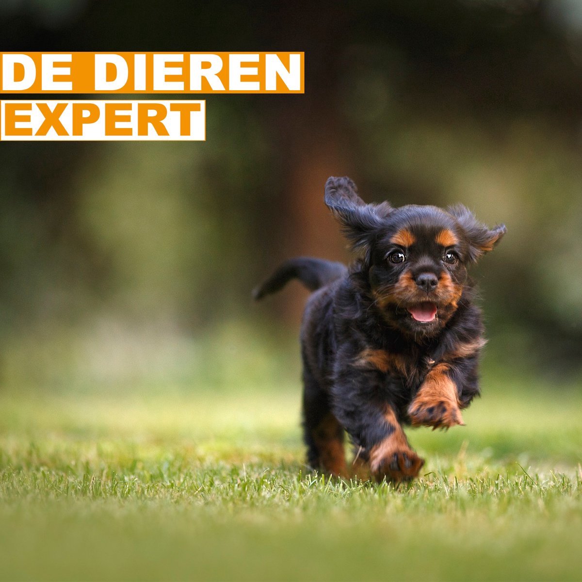 Happiq Knaagdierenren - Hoog thumbnail 4