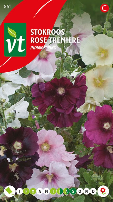 Strobloemen 'Tom Thumb' - Kleurrijke Droogbloemen voor Decoratie