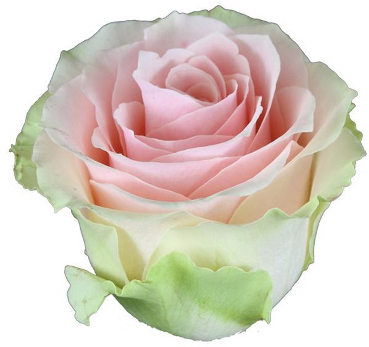 20x Rosa frutteto 60cm