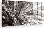 MuchoWow® Glasschilderij 40x20 cm - Schilderij acrylglas - Palmboom - Tropisch - Zwart - Wit - Foto op glas - Muurdecoratie woonkamer - Wanddecoratie slaapkamer - Schilderijen