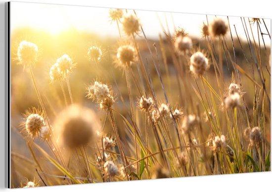 Décoration murale Métal - Peinture Aluminium Industrielle - Plantes - Nature - Fleurs - Soleil - Horizon - 160x80 cm - Dibond - Photo sur aluminium - Décoration murale industrielle - Pour le salon / chambre