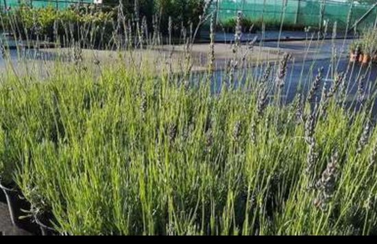 2 x Lavandula int. 'Dutch' - Lavendel In pot 2 liter