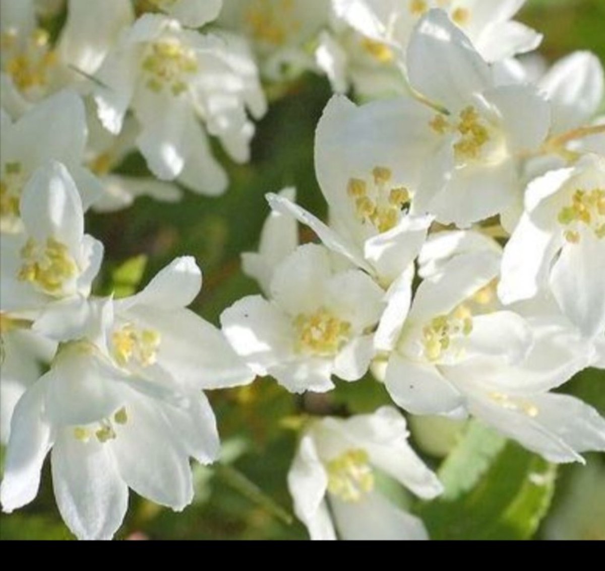 2 x Deutzia grac. 'Nikko' - Bruidsbloem 25- 30 cm in pot