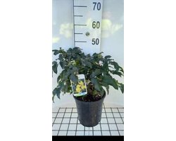 Mahonia aquif. 'Apollo' - Druifstruik, Mahoniestruik, Hulstberberis 25- 30 cm in pot