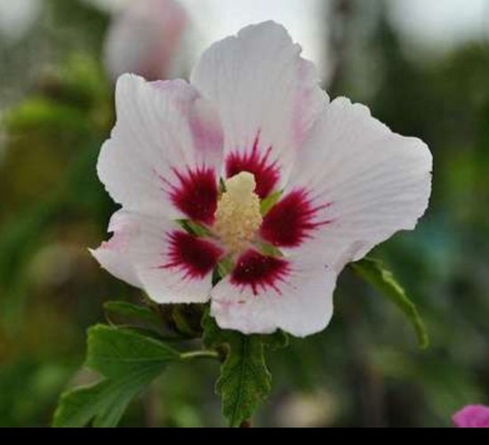 FloraSelf Altheastruik Hibiscus syriacus 'Starburst Chiffon' potmaat 4,5 liter H 50-60 cm kopen