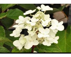 Hydrangea pan. 'Wim's Red®' - Pluimhortensia 40- 50 cm in pot