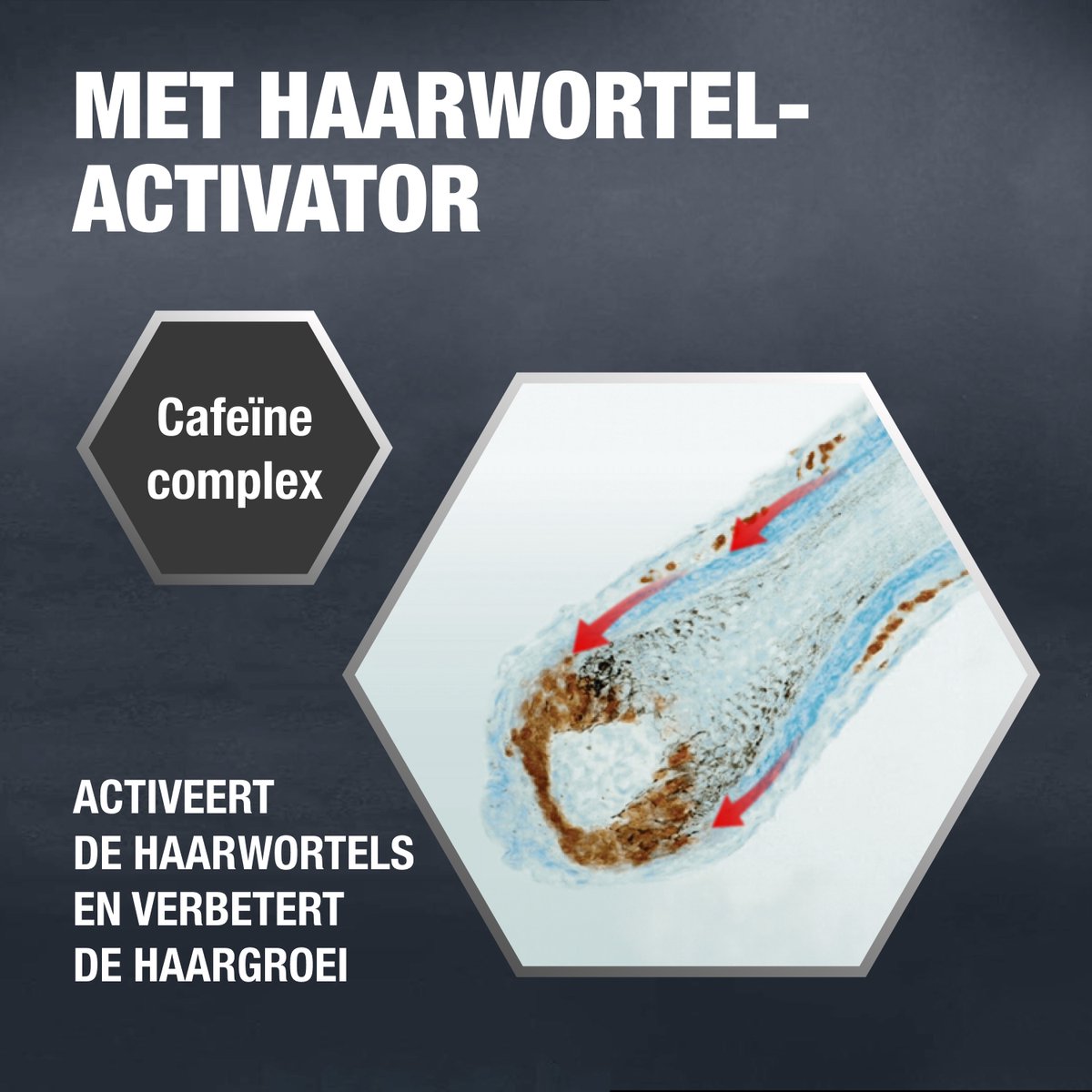 Alpecin Coffein Shampoo Droog Haar thumbnail 7