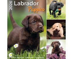 Labrador Retriever Puppies Kalender 2026