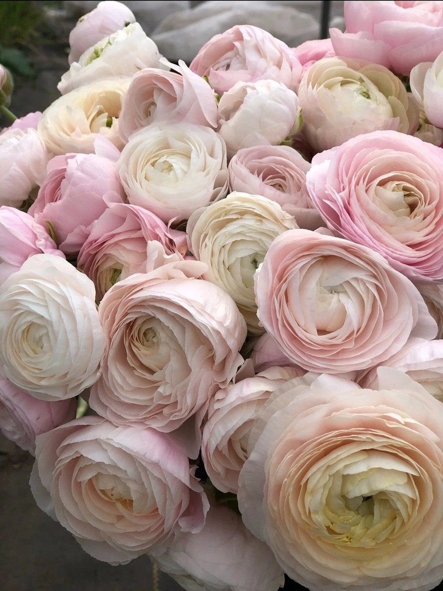 Bulbs by Brenda | Ranunculus Amandine Chamallow 10 stuks | Ranonkel bloembollen