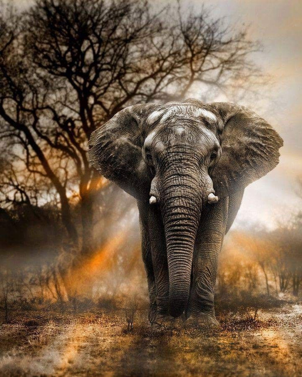 Olifant 30x40 - Diamond painting - compleet pakket - volledig beplakt - ronde steentjes