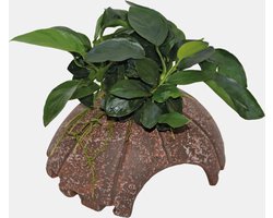 Aquafleur Deco Coconut Anubias Waterplant