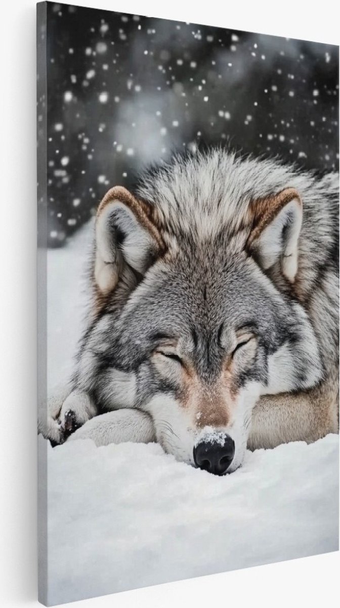 Saammp Canvas Schilderij - Slapende Wolf in de sneeuw - Dieren - Natuur - 60x90 - Foto op canvas - Wanddecoratie - Muurdecoratie Woonkamer - Slaapkamer decoratie - Canvas Print Multicolor