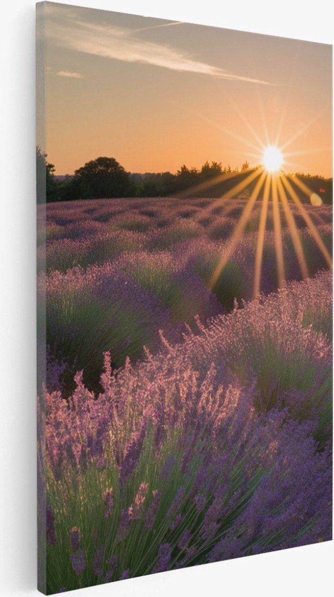 Saammp Canvas Schilderij - Lavendelveld tijdens zonsopgang - Natuur - Landschap - 40x50 - Foto op canvas - Wanddecoratie - Muurdecoratie Woonkamer - Slaapkamer decoratie - Canvas Print Multicolor