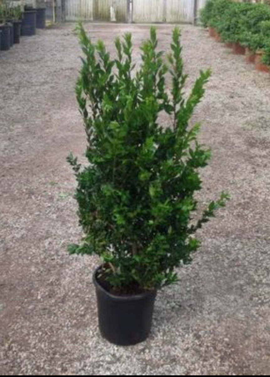 Myrtus communis - Mirte 60- 80 cm in pot