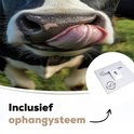 Gedetailleerde close-up van de snuit van een Holstein koe die haar tong uitsteekt, inclusief ophangsysteem.